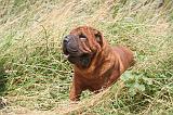 SHAR-PEI 865